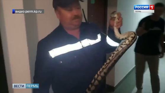 Змея заползла в квартиру через канализацию. Спасатели рассказали, как ловили питона