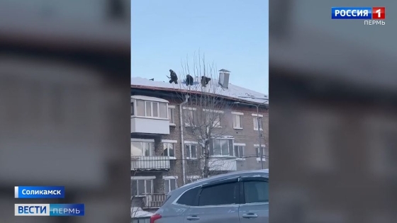 Прокуратура Соликамска начала проверку по факту обрушения кровли жилого дома