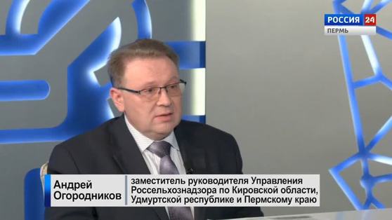 Гость студии: вспышки африканской чумы свиней в Прикамье