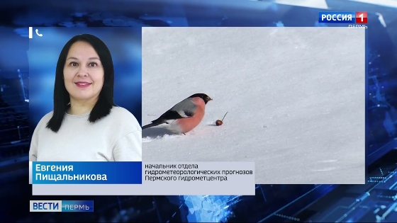 Пик потепления в Прикамье придётся на четверг и пятницу