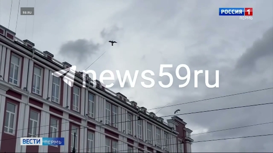 Над зданием мэрии парят муляжи птиц
