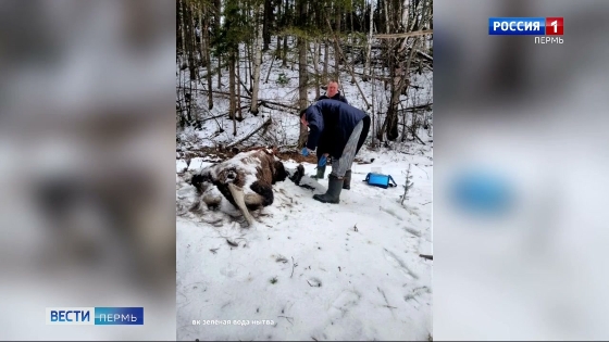 Павших под Нытвой диких животных проверили на опасные инфекции 