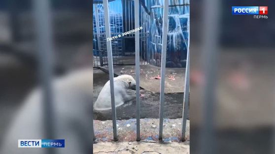 В пермском зоопарке белые медведи от жары спасаются в бассейне