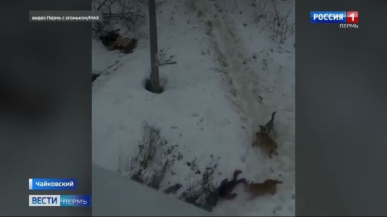В Чайковском стая собак напала на ребёнка