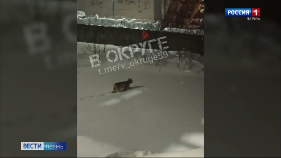 Возле лыжной базы «Динамо» замечена рысь