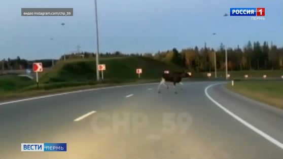 Осторожно, дикие животные! Лоси выходят к людям