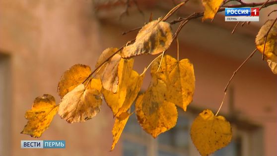 Кусочек солнца: пермякам пообещали теплые выходные