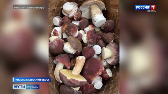 На севере Пермского края начался сезон сбора белых грибов