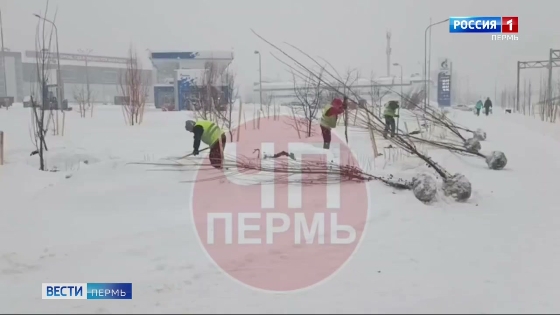 "Оптимальное время": в краевом Минтрансе прокомментировали зимние саженцы