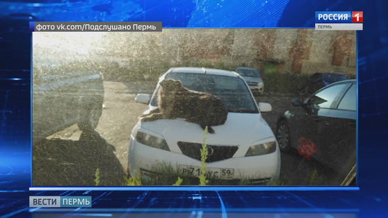 Авто как лежанка для четвероногого